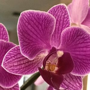 Meet your Posher, Beverly